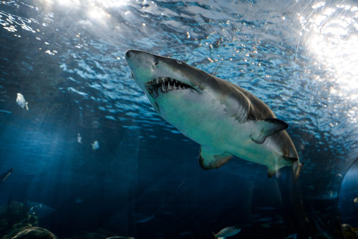 Requin à la Réunion : Risques, espèces présentes, plages à éviter, conséquences